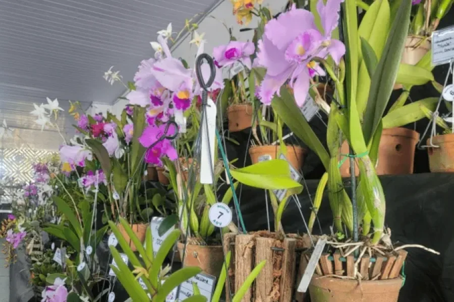 Valinhos recebe neste final de semana Exposição Nacional de Orquídeas Valinhos recebe neste final de semana Exposição Nacional de Orquídeas